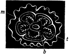 Fig. 169. Fig. 168, seen from the mouth side; <i>m</i> mouth, <i>t</i> tentacles. Fig. 169. Fig. 168, seen from the mouth side; <i>m</i> mouth, <i>t</i> tentacles.