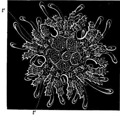 Fig. 170. Young Star-fish which has become symmetrical, seen from the back Fig. 170. Young Star-fish which has become symmetrical, seen from the back