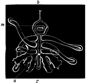 Fig. 171. Lower side of ray of young Star-fish; m mouth, b madreporic body, e eye-speck. Fig. 171. Lower side of ray of young Star-fish; m mouth, b madreporic body, e eye-speck.
