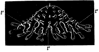 Fig. 172. Young Star-fish seen in profile Fig. 172. Young Star-fish seen in profile