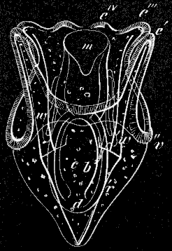 Fig. 174 Fig. 174
