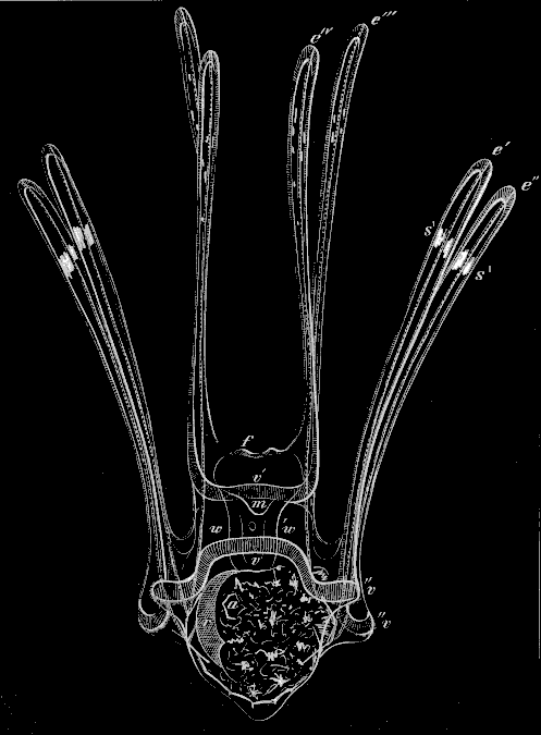 Fig. 176. Adult larva of Toxopneustes Fig. 176. Adult larva of Toxopneustes