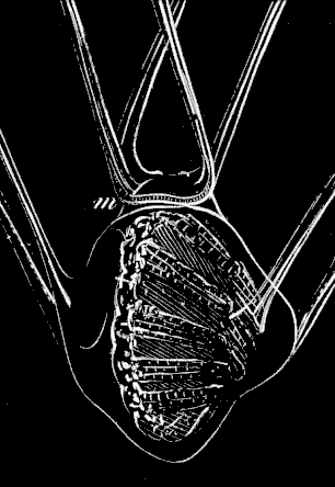 Fig. 178. The Sea-urchin resorbing the arms of the larva. Fig. 178. The Sea-urchin resorbing the arms of the larva.