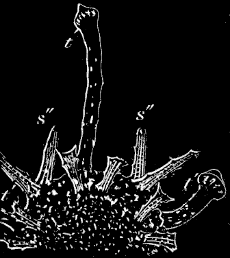Fig. 179. Half a young Sea-urchin immediately after resorption of the larva Fig. 179. Half a young Sea-urchin immediately after resorption of the larva