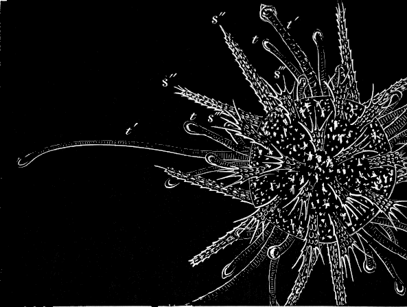 Fig. 180. Young Sea-urchin older than Fig. 179 Fig. 180. Young Sea-urchin older than Fig. 179
