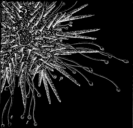 Fig. 181. Still older Sea-urchin Fig. 181. Still older Sea-urchin
