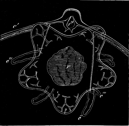 Fig. 182. Ophiuran which has resorbed the whole larva except the two long arms. Fig. 182. Ophiuran which has resorbed the whole larva except the two long arms.