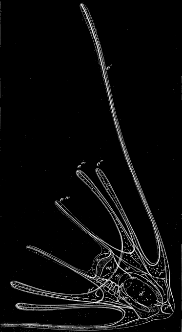 Fig. 183. Larva of Ophiuran. Fig. 183. Larva of Ophiuran.