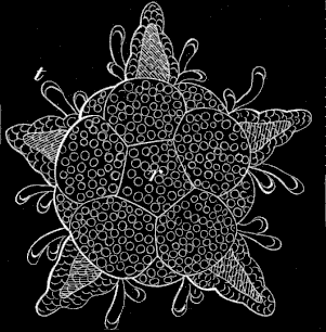 Fig. 184 Young Ophiuran which has resorbed the whole larva. Fig. 184 Young Ophiuran which has resorbed the whole larva.