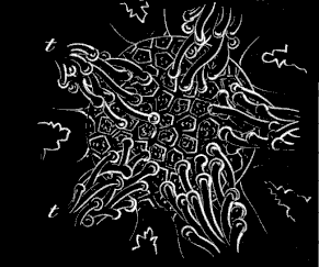 Fig. 185 Cluster of eggs of Star-fishes placed over the mouth of the parent. Fig. 185 Cluster of eggs of Star-fishes placed over the mouth of the parent.