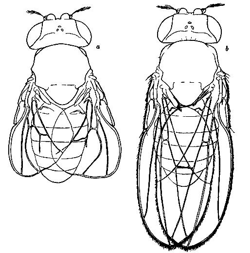 Fig. A. Rudimentary and normal flies Fig. A. Rudimentary and normal flies