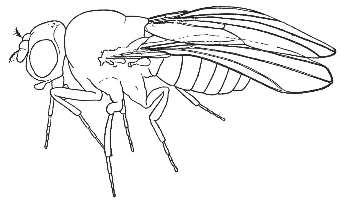 Fig. C. Bow wing Fig. C. Bow wing