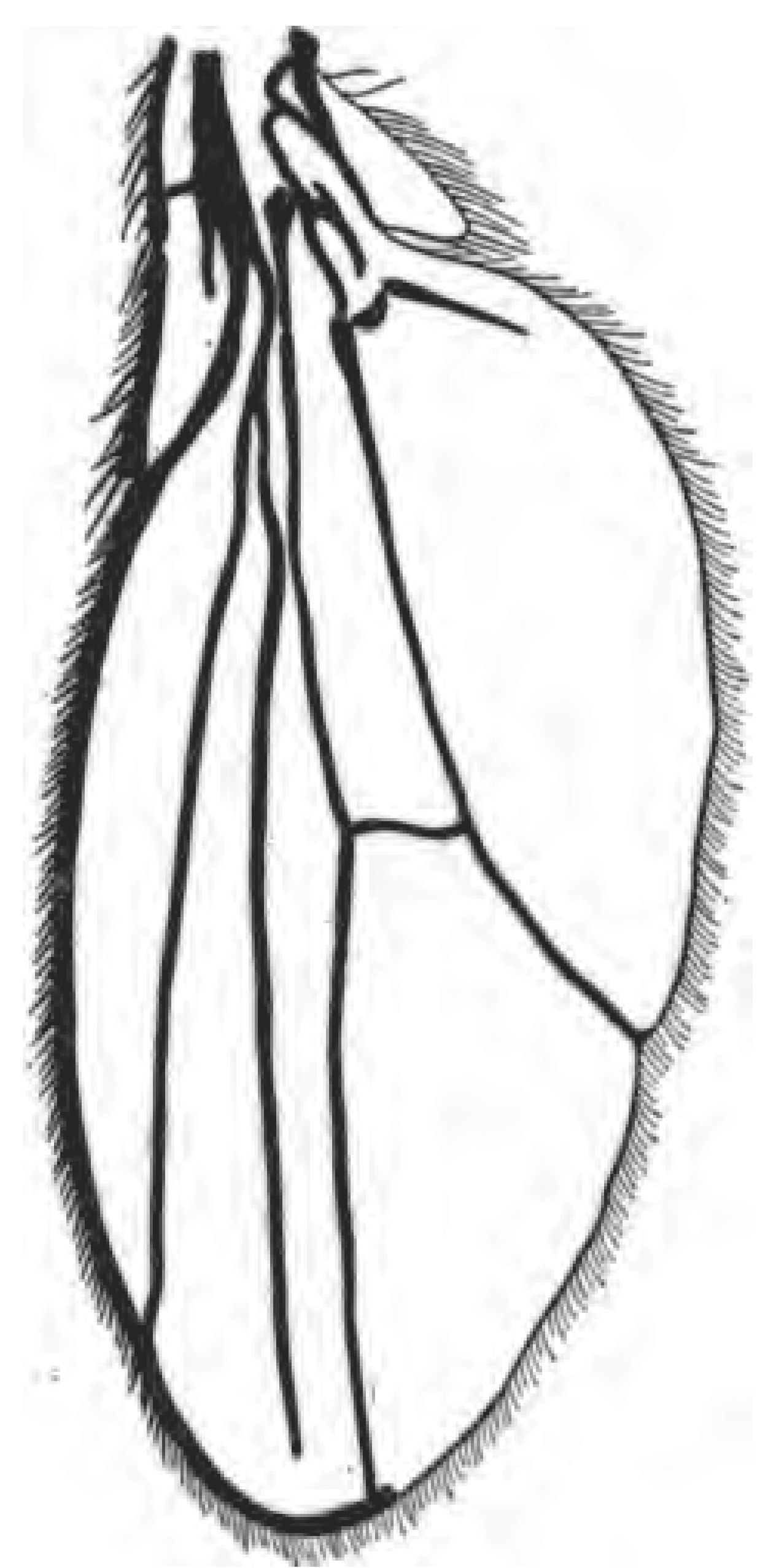 Fig. F. Shifted venation.
