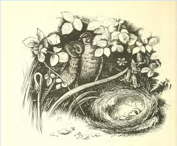 Hear what the mournful linnets say