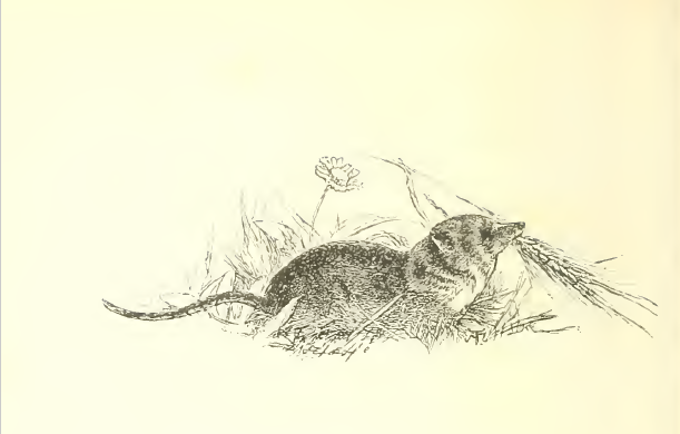 The city mouse
