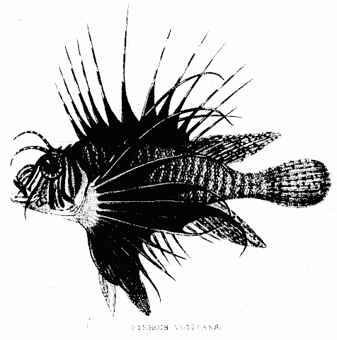 PTEROIS VOLITANS