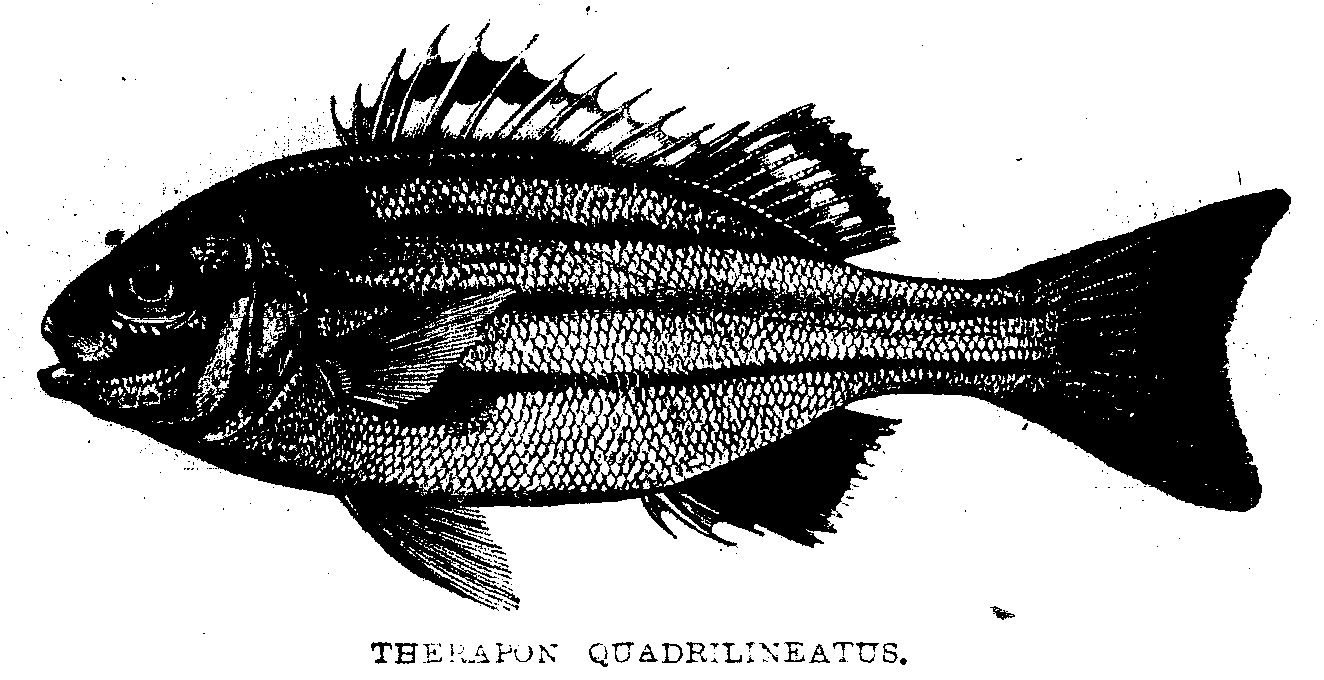 THERAPON QUADRILINEATUS