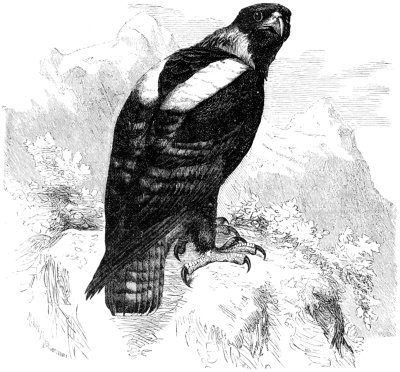 THE EAGLE (BIRD OF PREY) THE EAGLE (BIRD OF PREY)