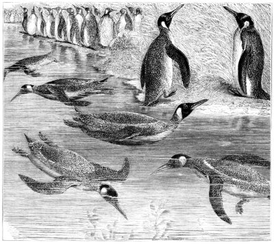 PENGUINS (SWIMMERS AND DIVERS) PENGUINS (SWIMMERS AND DIVERS)