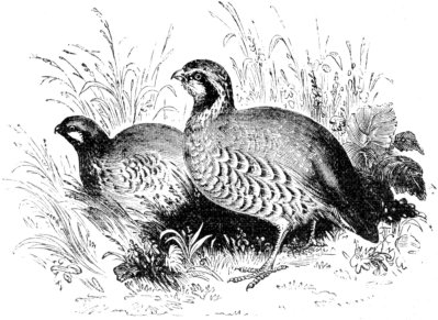 QUAIL (SCRATCHERS) QUAIL (SCRATCHERS)