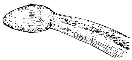 Head of snake.