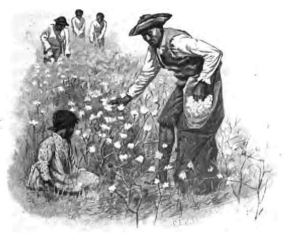 Early Cultivation of Cotton 156