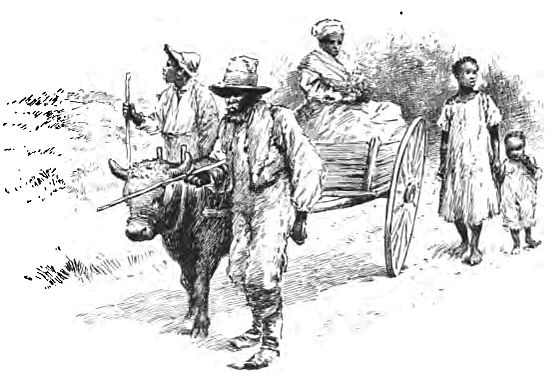 The Negroes Freed 306