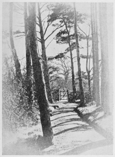 IN THE FIR-WOOD, HOLMHURST. IN THE FIR-WOOD, HOLMHURST.