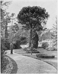 THE RAVENNA PINE, HOLMHURST. THE RAVENNA PINE, HOLMHURST.