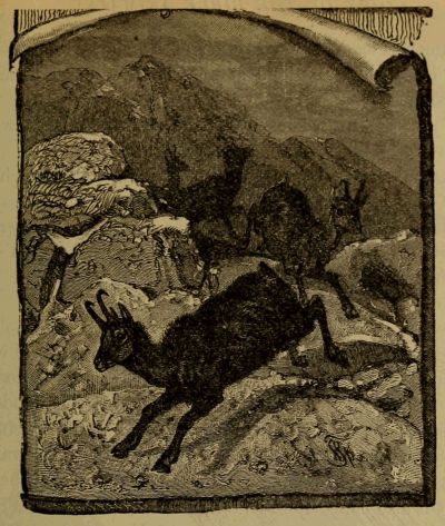 chamois