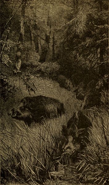 wilder