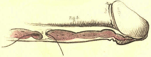 Illustration: