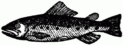 Salmon