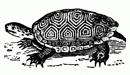 Turtle