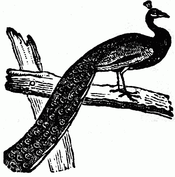 Peacock