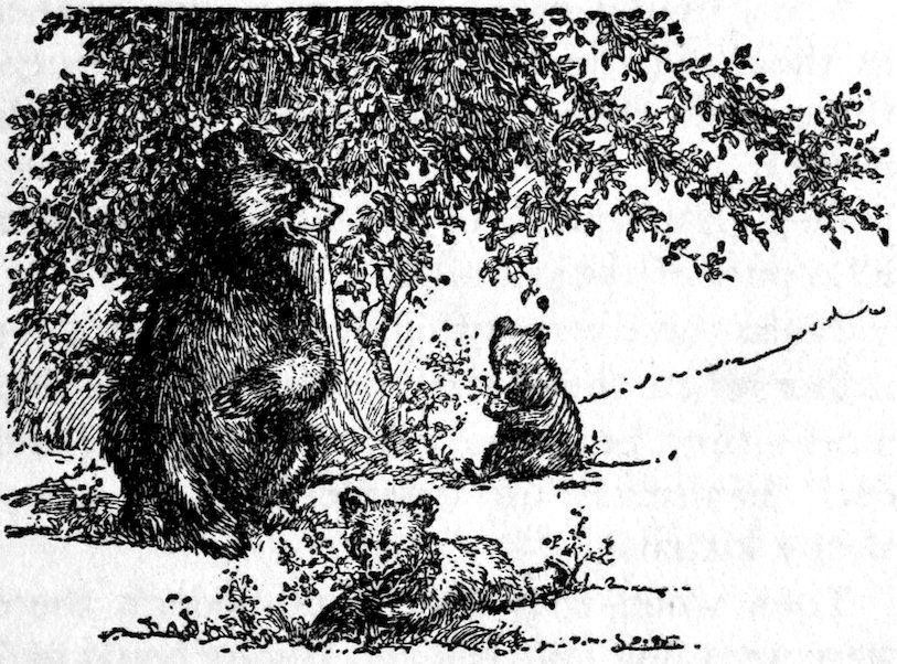 [Bears]