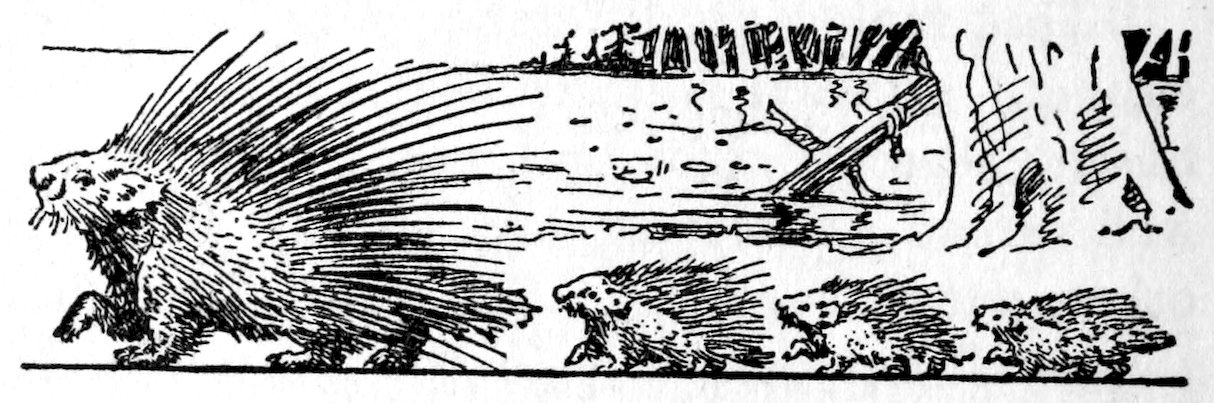 [Porcupines]