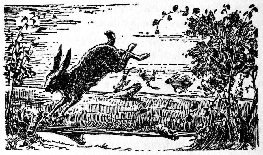 [Rabbit]