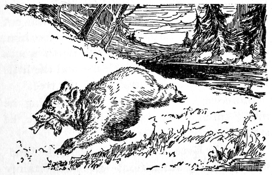 [Bear]