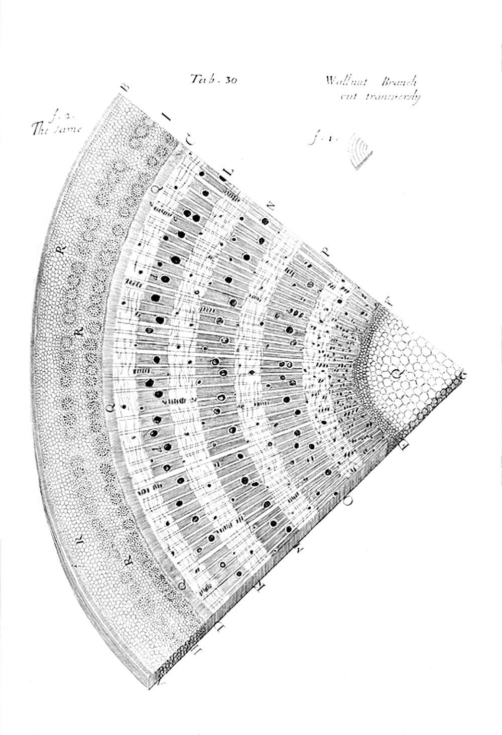 Tab 30