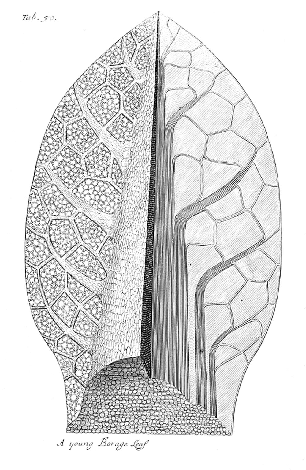 Tab 50