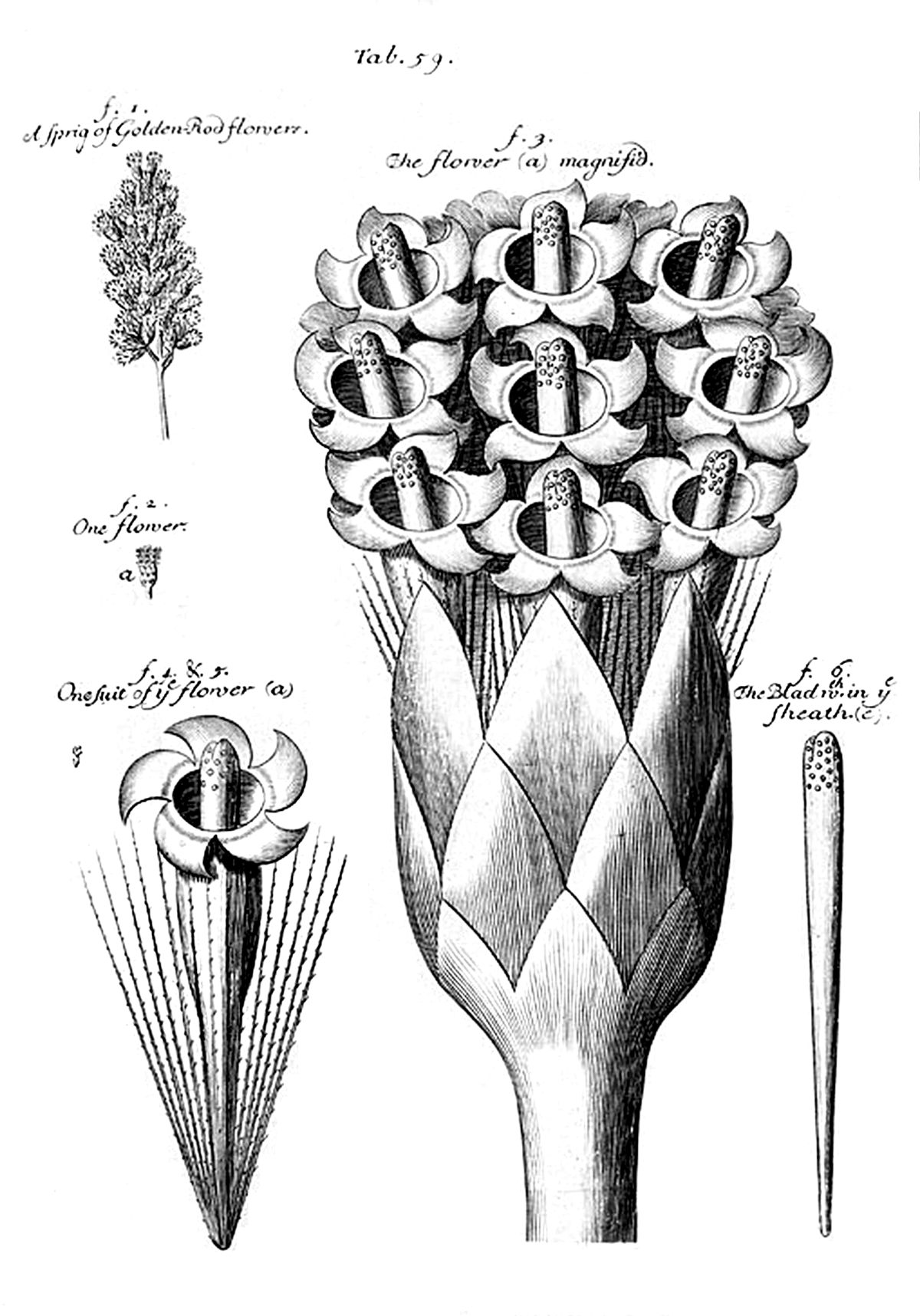 Tab 59