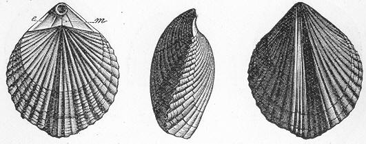 Fig. 194