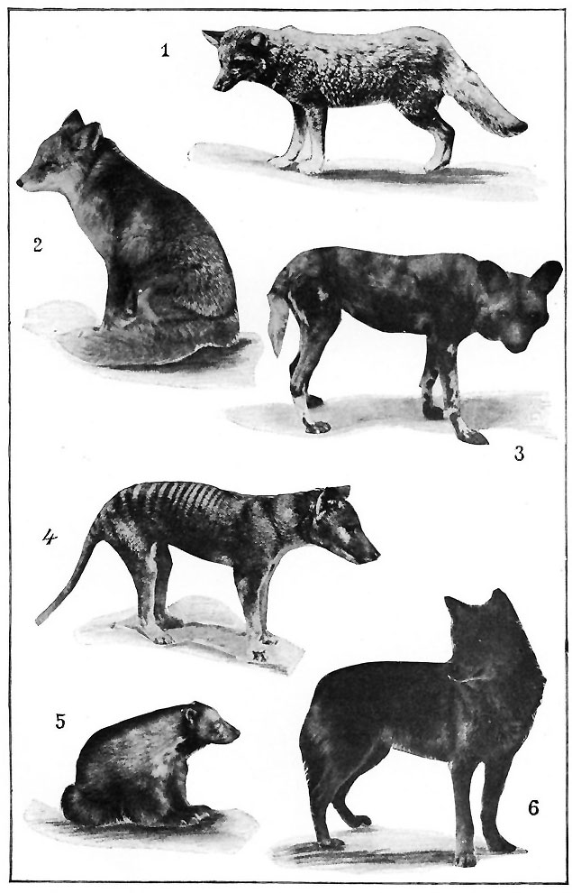 A WOLFISH GROUP.