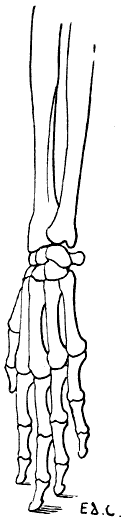 Fig. 24