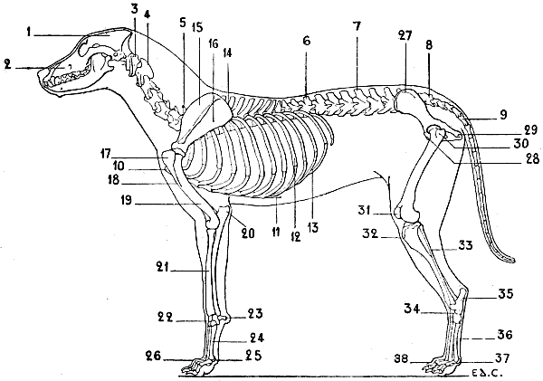 Fig. 34