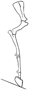 Fig. 42