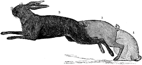 Fig. 137