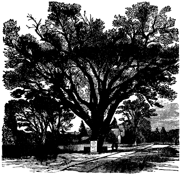THE WASHINGTON ELM. [From D. Lothrop & Company's Young Folks' Life of Washington.]