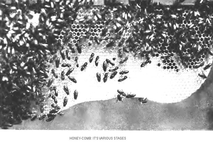 “Honey-Comb: its various stages”